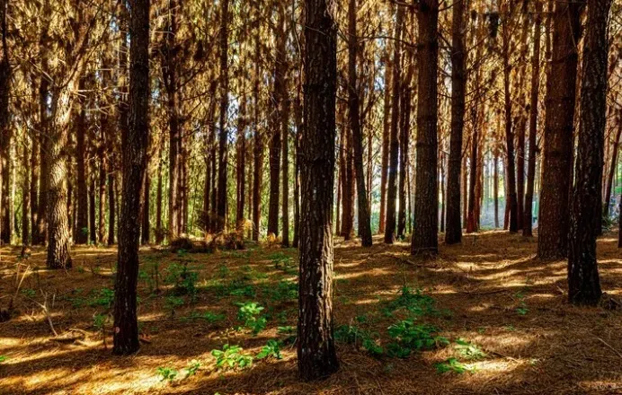 Licença ambiental para corte de árvores